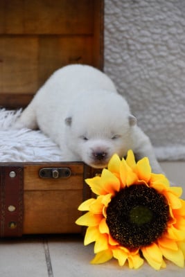 Les chiots de Akita