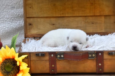 Les chiots de Akita