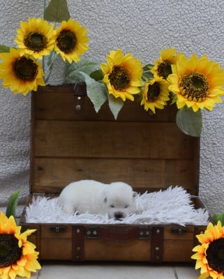 Les chiots de Akita