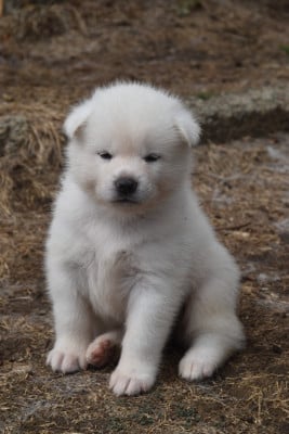 Les chiots de Akita