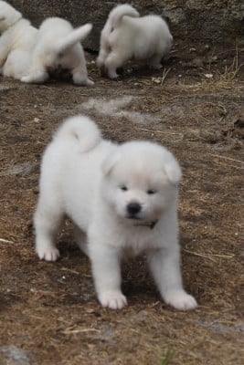 Les chiots de Akita