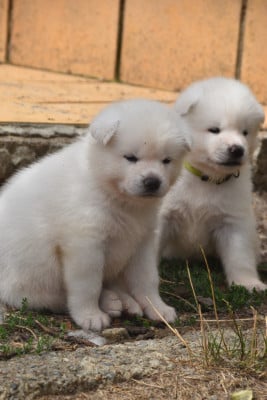 Les chiots de Akita