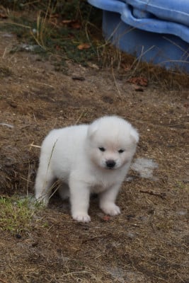 Les chiots de Akita