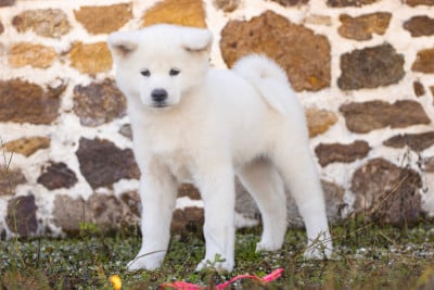 Les chiots de Akita