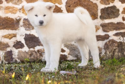 Les chiots de Akita