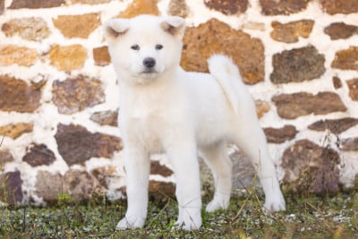 Les chiots de Akita