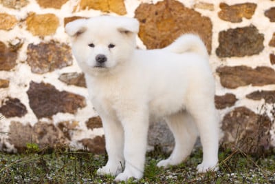 Les chiots de Akita