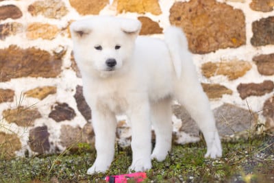 Les chiots de Akita