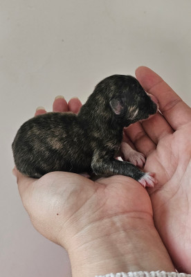 Les chiots de Akita