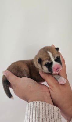 Les chiots de Akita