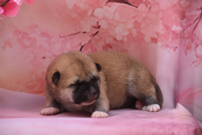 Les chiots de Akita