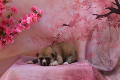 Les chiots de Akita