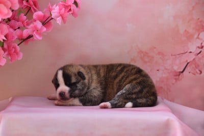 Les chiots de Akita