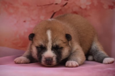 Les chiots de Akita