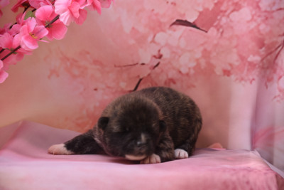 Les chiots de Akita