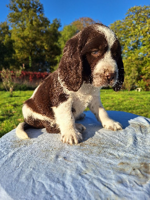 Les chiots de English Springer Spaniel