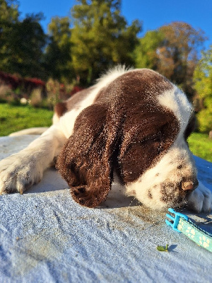 Les chiots de English Springer Spaniel
