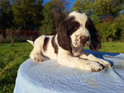 Les chiots de English Springer Spaniel