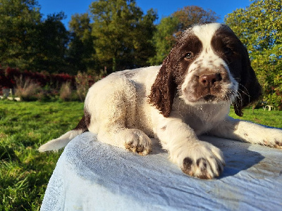 Les chiots de English Springer Spaniel