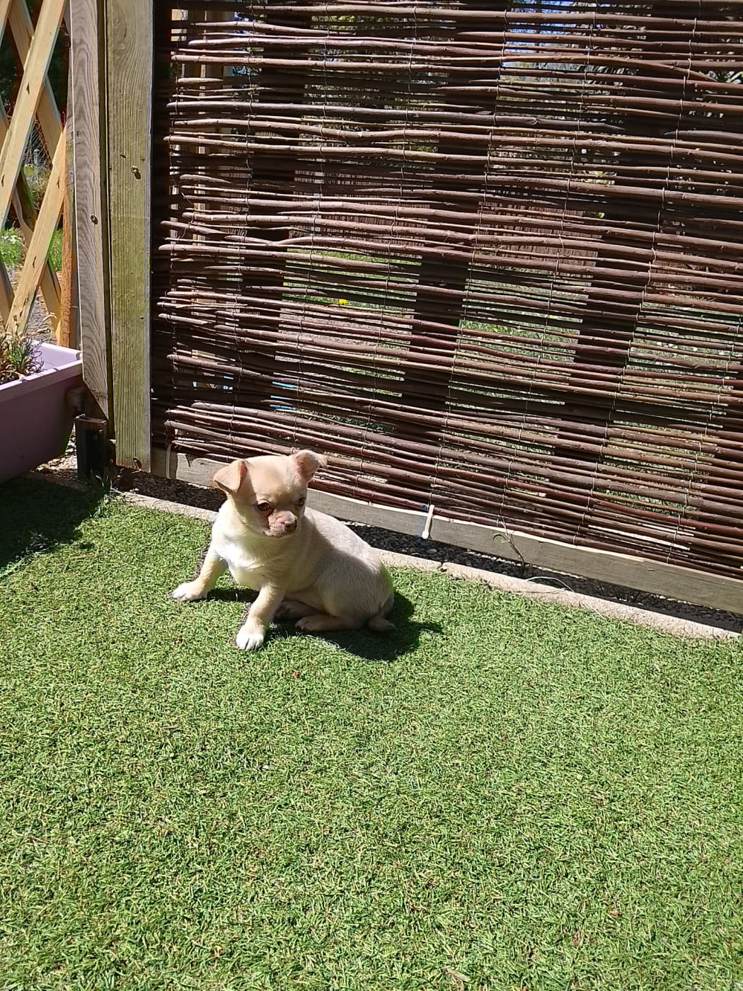 Baya - Chihuahua