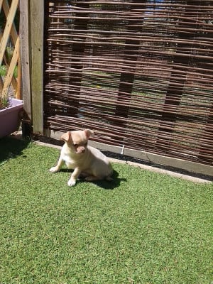 Les chiots de Chihuahua