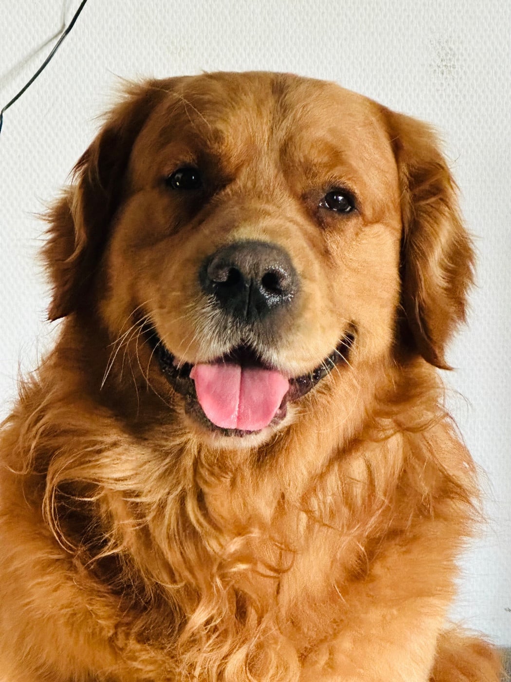 Tigrou  A Star Is Born