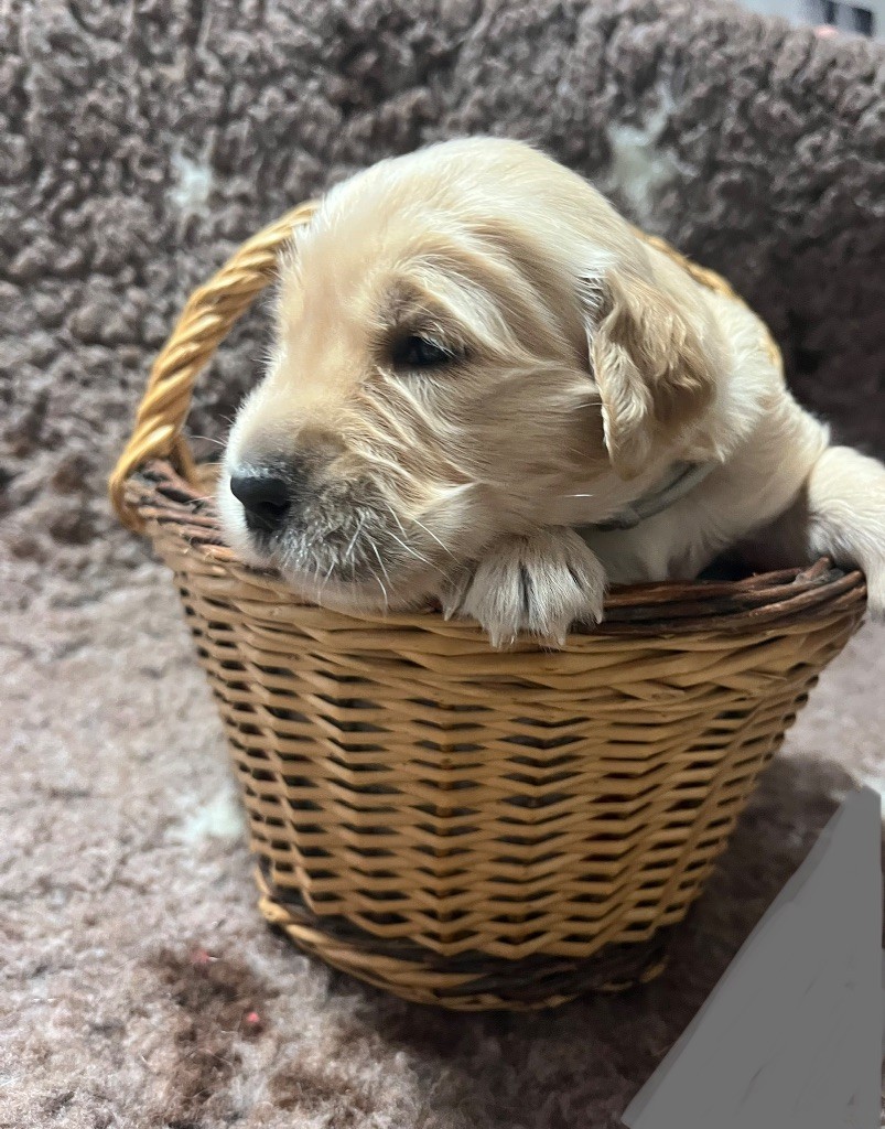 Chiot Golden Retriever - monsieur gris Zomiligoldenfamily