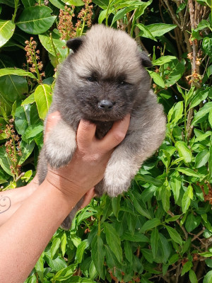 Les chiots de Eurasier