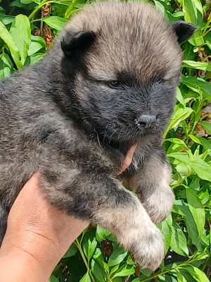Les chiots de Eurasier