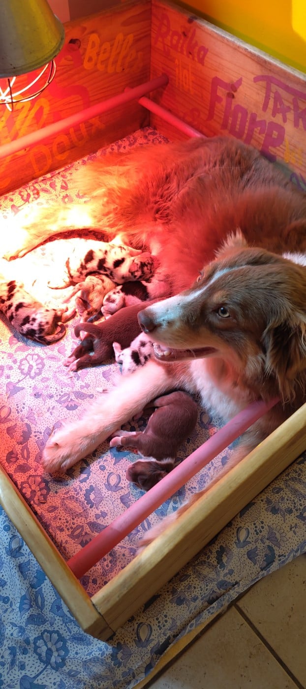 CHIOT 1 - Berger Australien