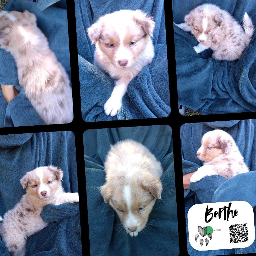 Bulle