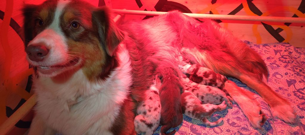 CHIOT - Berger Australien