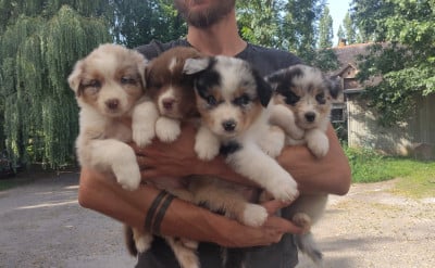 Les chiots de Berger Australien
