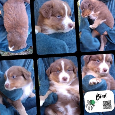 Les chiots de Berger Australien