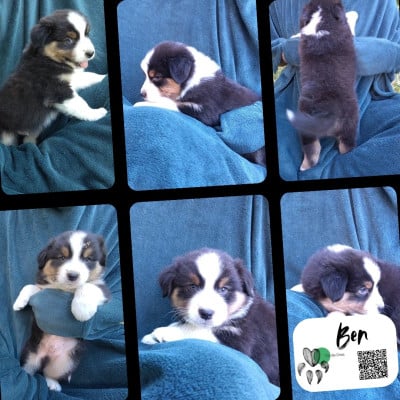 Les chiots de Berger Australien
