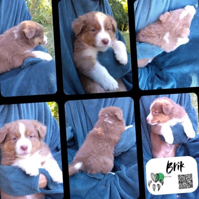 Les chiots de Berger Australien