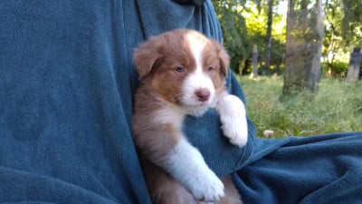 Les chiots de Berger Australien