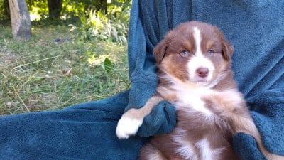 Les chiots de Berger Australien