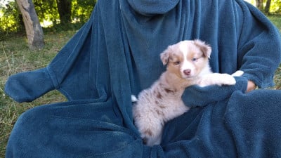 Les chiots de Berger Australien