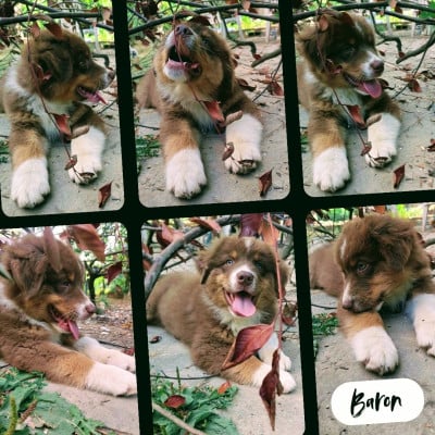 Les chiots de Berger Australien