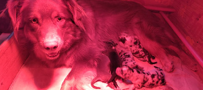 Les chiots de Berger Australien