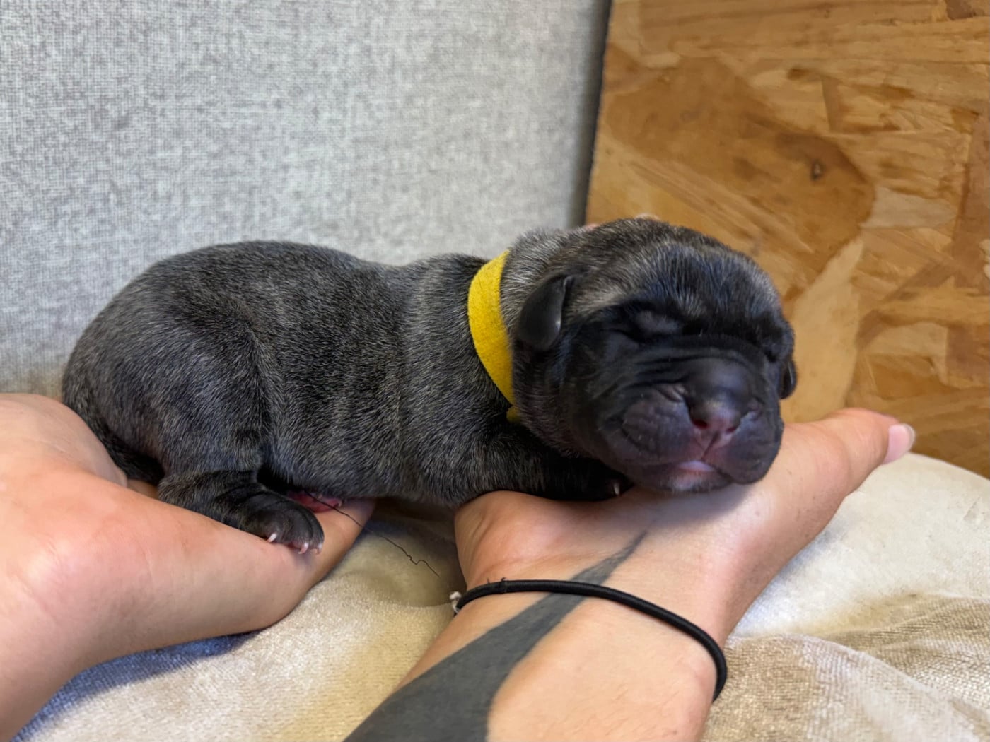 Mâle collier jaune - Presa canario