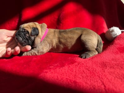 Les chiots de Dogo Canario