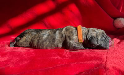 Les chiots de Dogo Canario