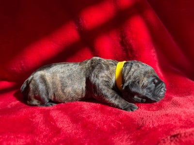 Les chiots de Dogo Canario