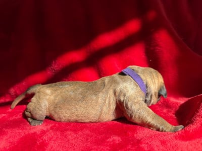 Les chiots de Dogo Canario