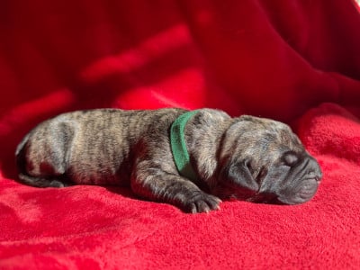 Les chiots de Dogo Canario