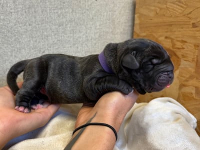 Presa canario
