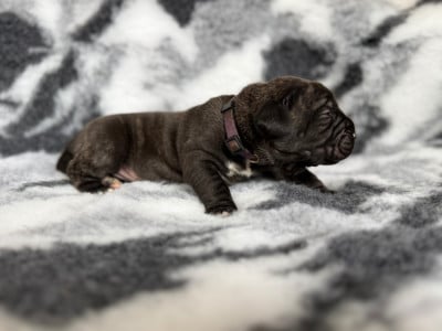 Les chiots de Presa canario