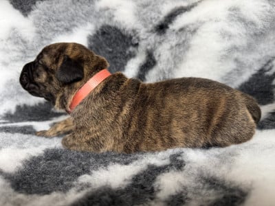 Les chiots de Presa canario